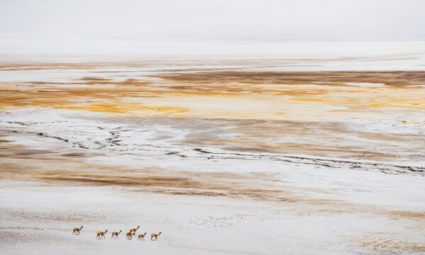 Salar 01 Salar 01
